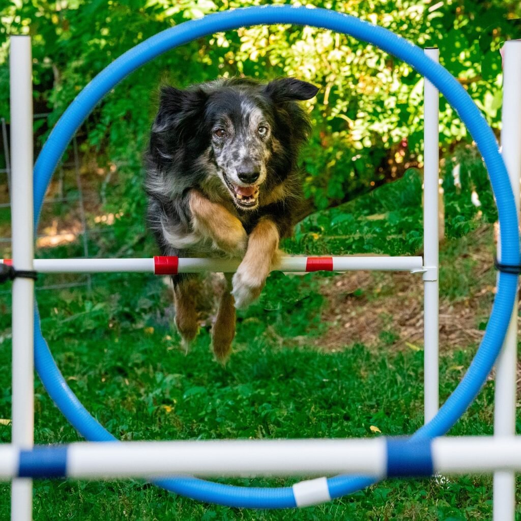 australian shepherd, dog, play-6363722.jpg