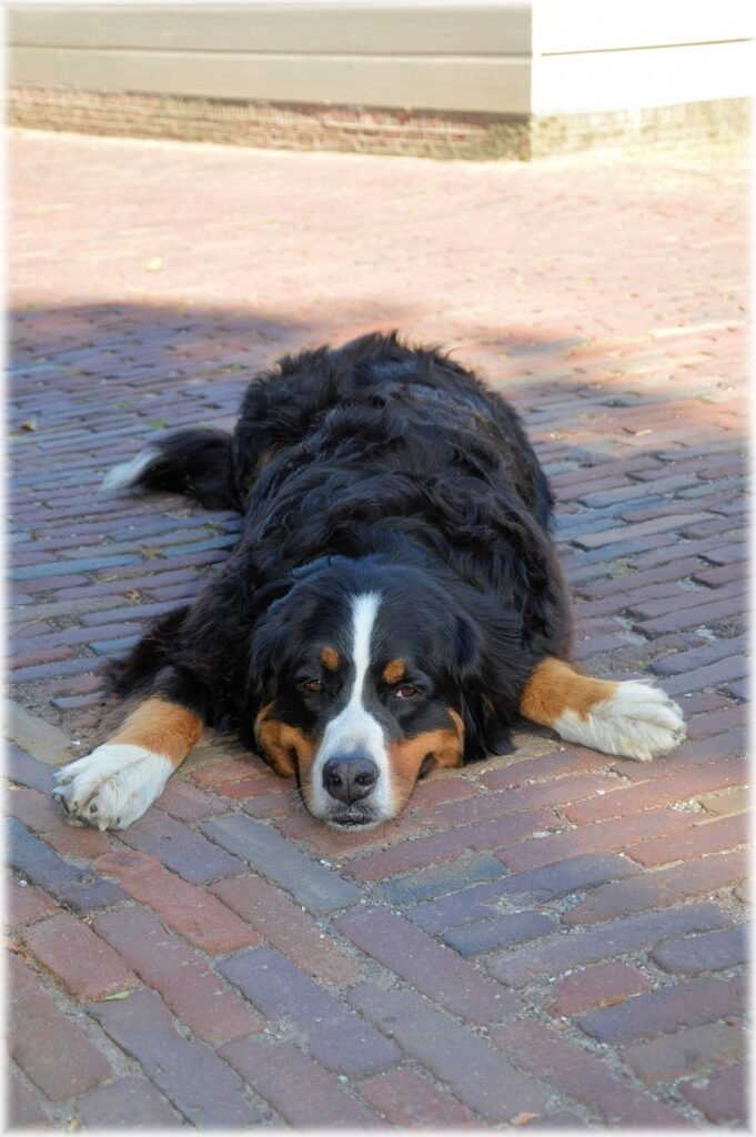 bernese mountain dog, pedigree, pet-216114.jpg