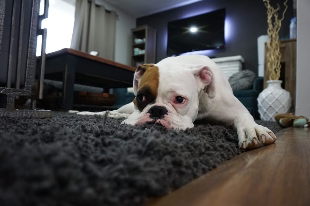 boxer, dog, lazy