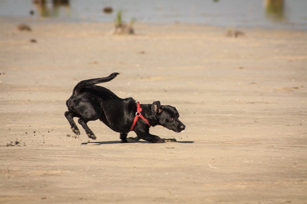 cheerful, dog, nature-676763.jpg