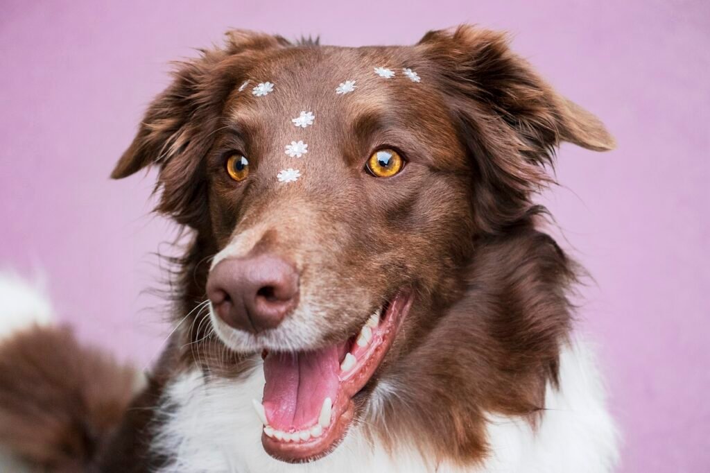 dog, border collie, pet-7101015.jpg