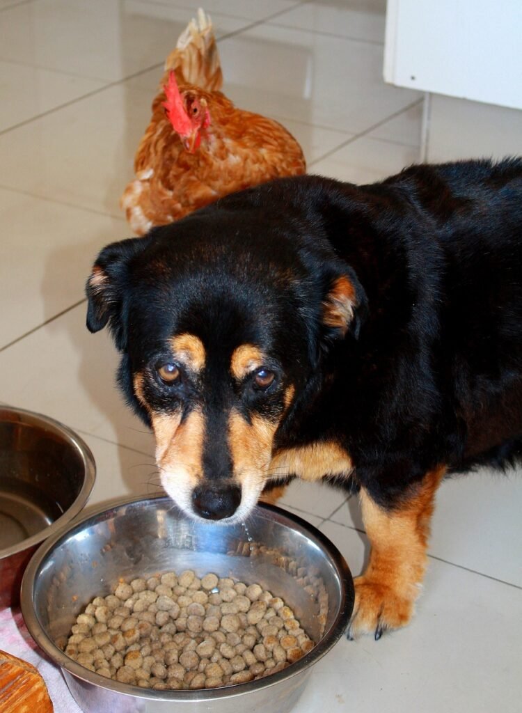 dog, chicken, animals-456646.jpg