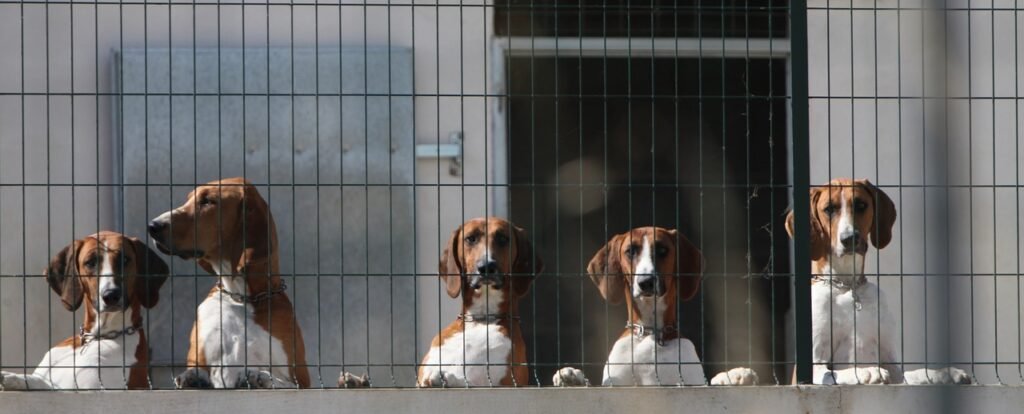 Helping Your Aging Canine Cope: Recognizing and Addressing Signs of Fear and Anxiety