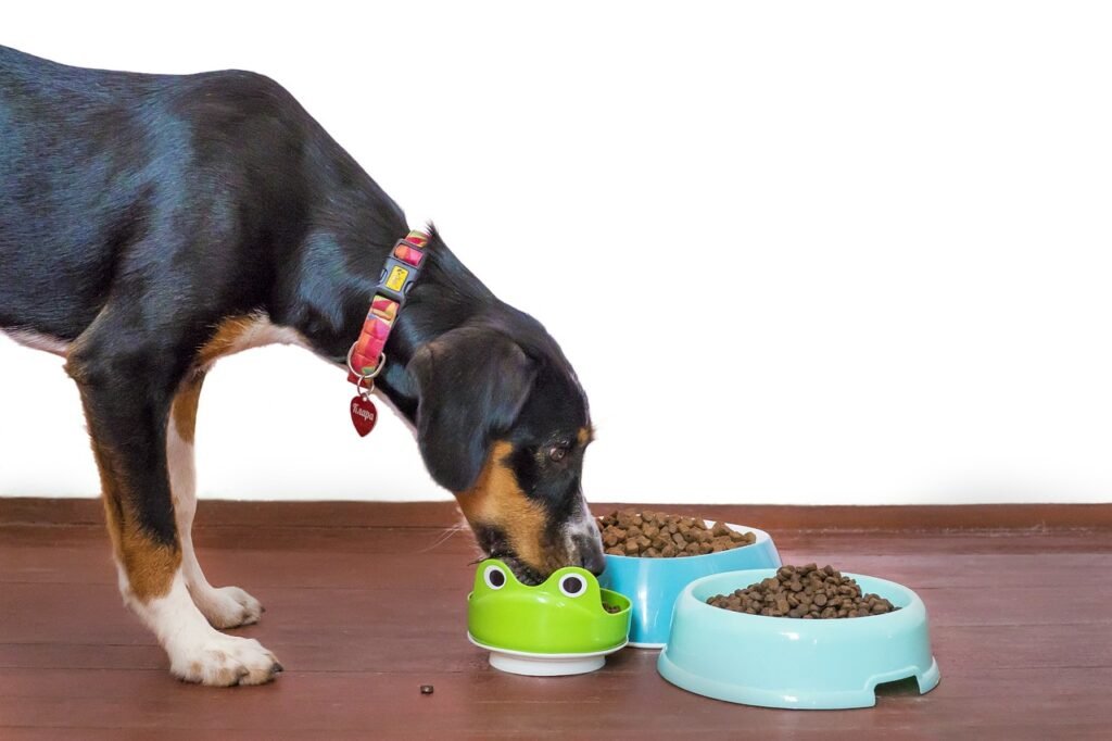 dog, pet, food-