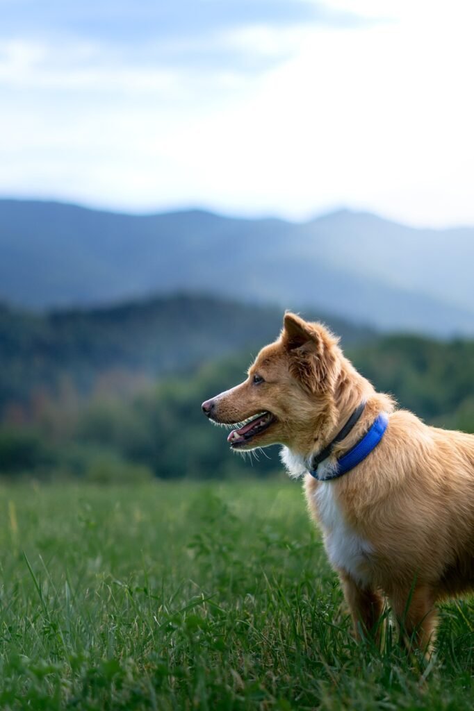 dog, pet, mountain-7395306.jpg