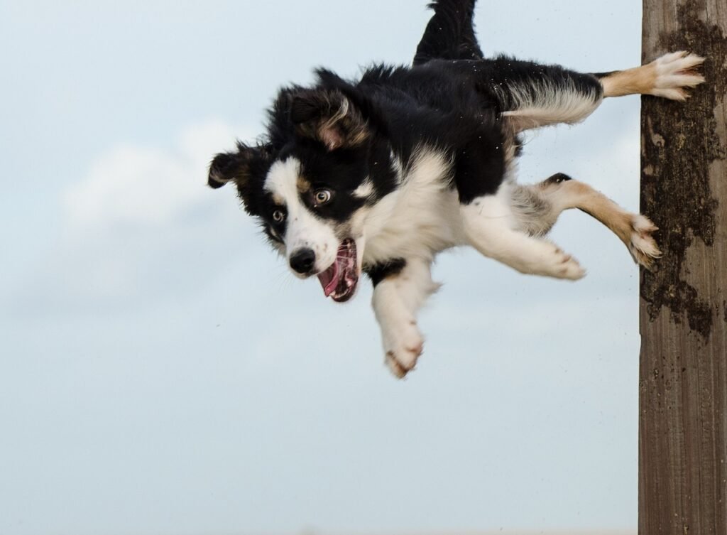 dog sport, border collie, dog trick-700819.jpg