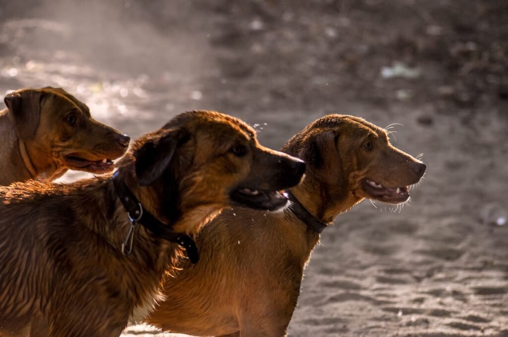 dogs, pets, dust