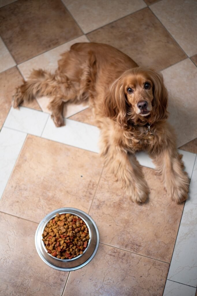 english cocker spaniel, dog, puppy-5937758.jpg