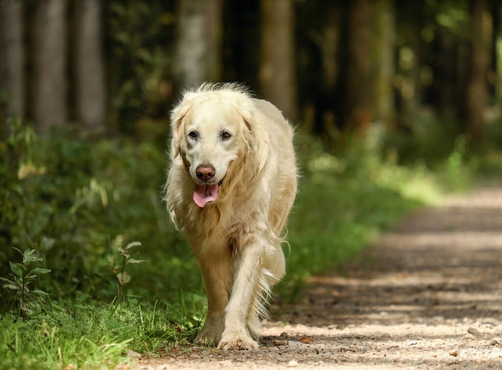 golden retriever, dog, retriever-2701033.jpg