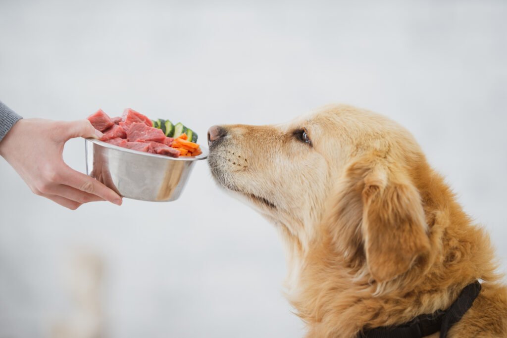 The Best Senior Dog Food Guide: Your Path to Healthy Aging Dogs