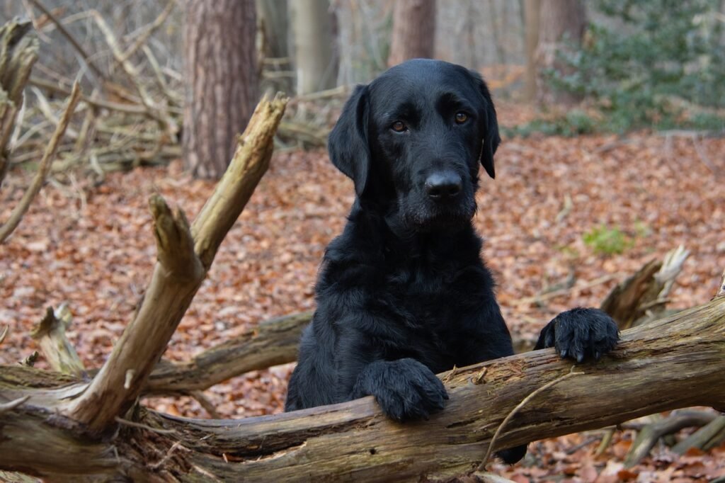 labrador, dog, woods, anxiety