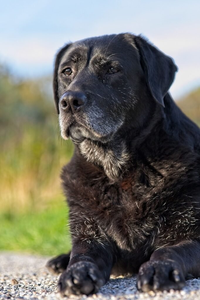 labrador, nature, dog-4580061.jpg