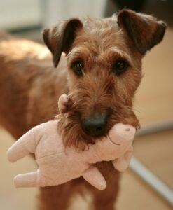 dog, irish terrier, pet-2901704.jpg